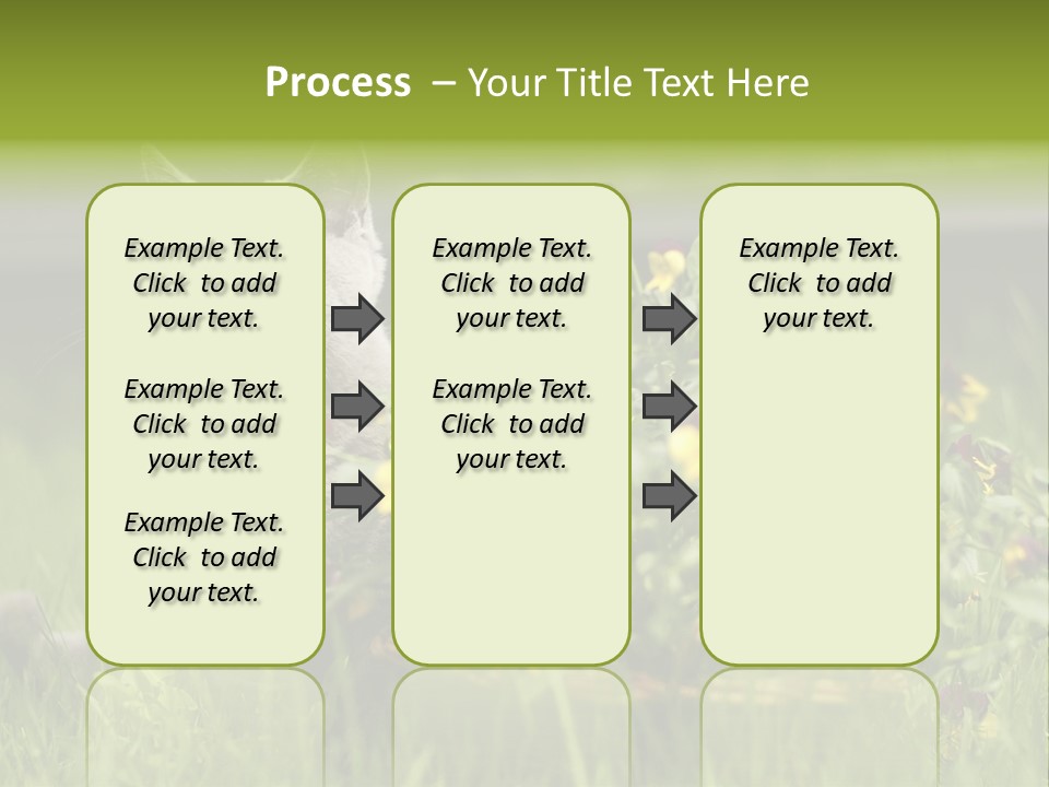 Mammal British Shorthair Studio PowerPoint Template