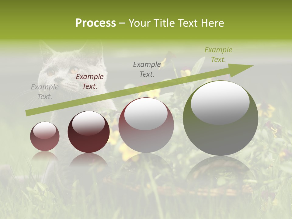 Mammal British Shorthair Studio PowerPoint Template