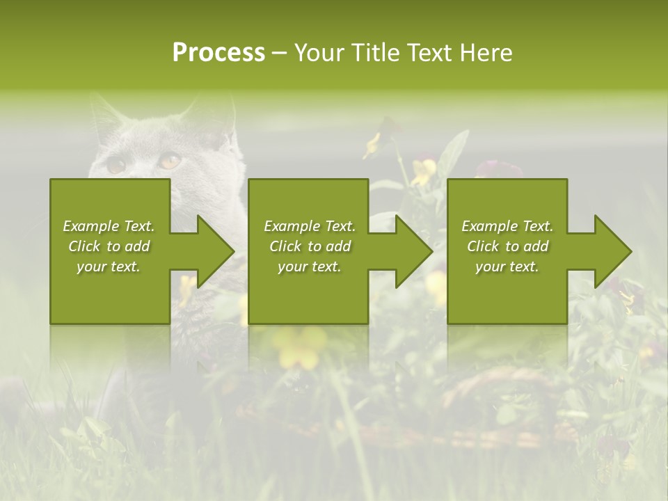 Mammal British Shorthair Studio PowerPoint Template