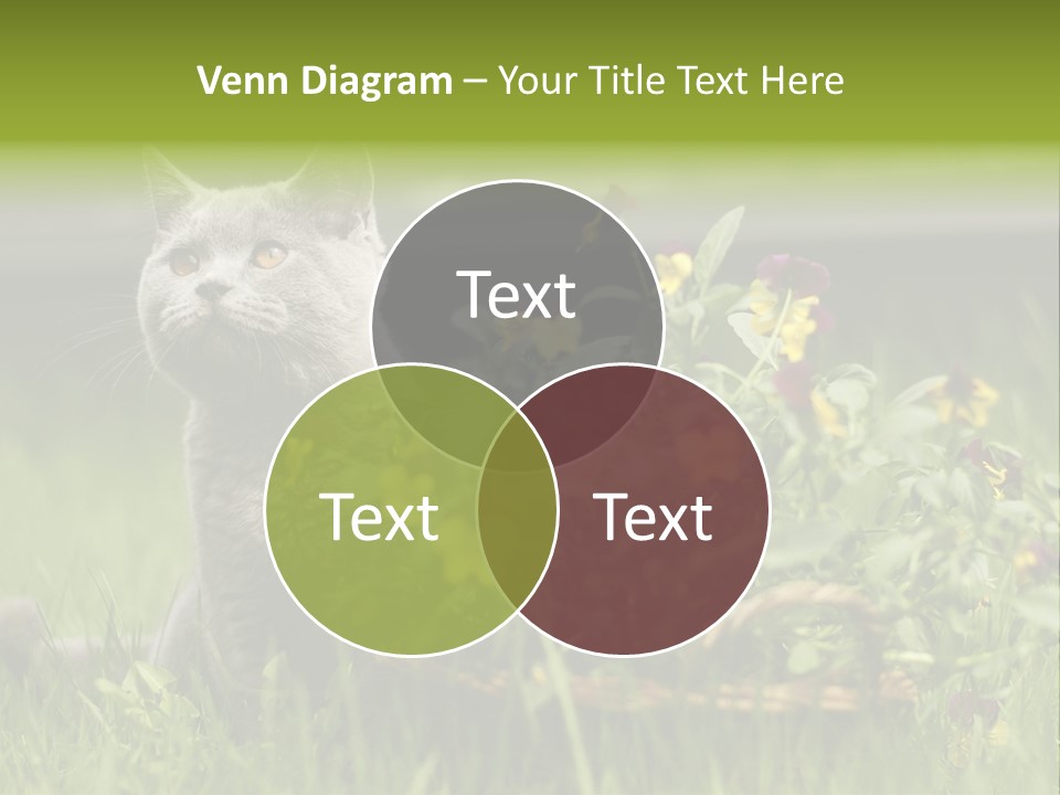 Mammal British Shorthair Studio PowerPoint Template