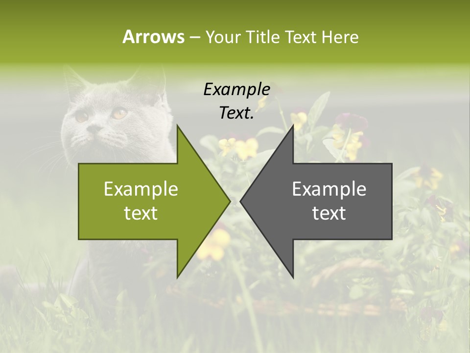 Mammal British Shorthair Studio PowerPoint Template