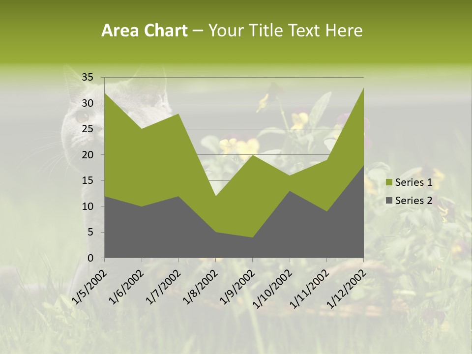 Mammal British Shorthair Studio PowerPoint Template