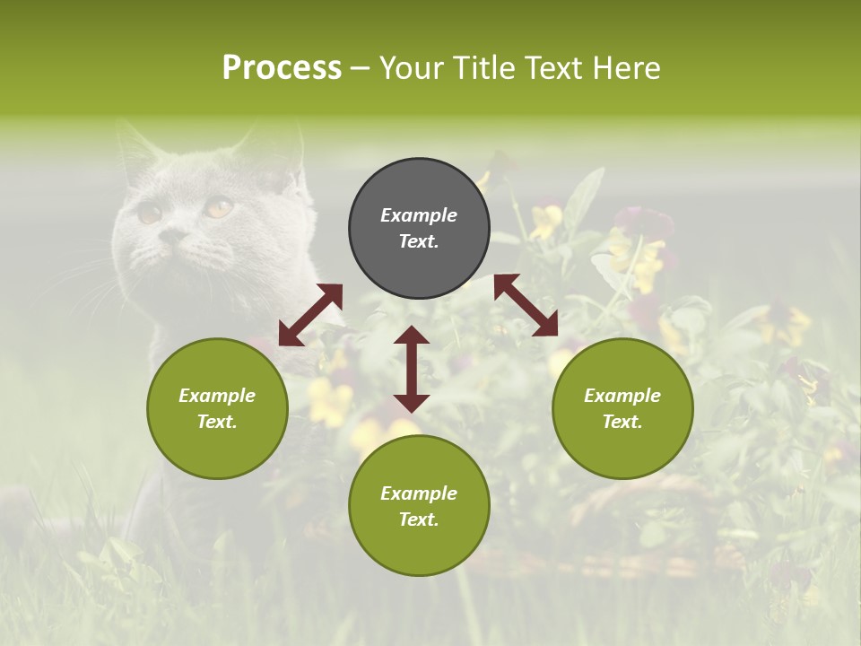 Mammal British Shorthair Studio PowerPoint Template