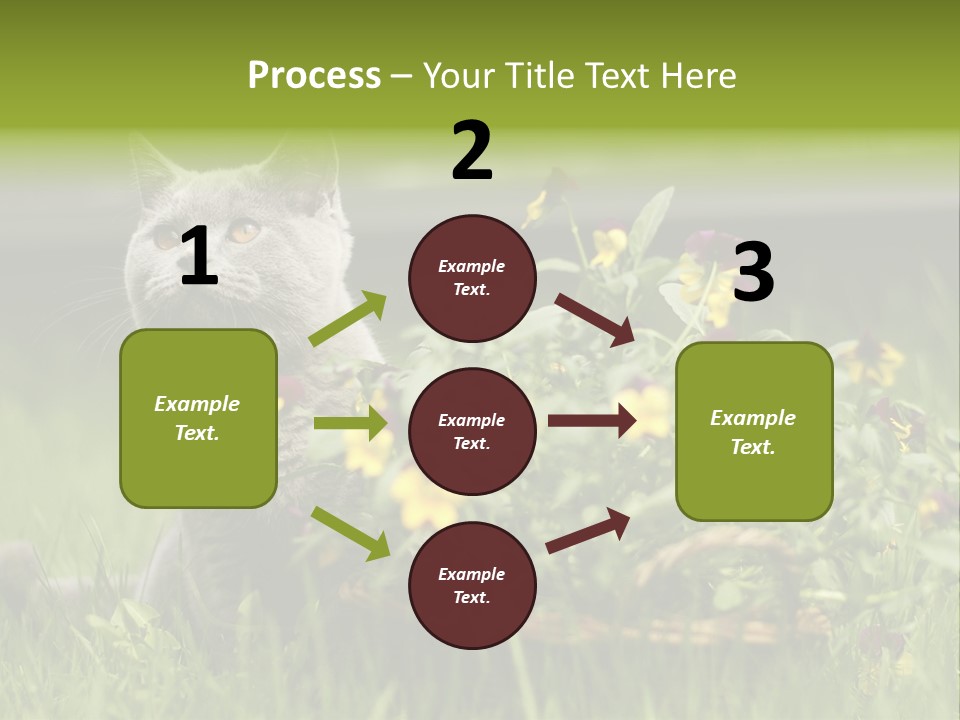 Mammal British Shorthair Studio PowerPoint Template