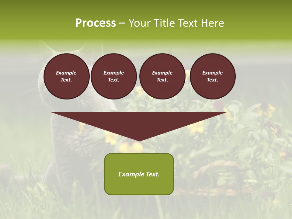 Mammal British Shorthair Studio PowerPoint Template