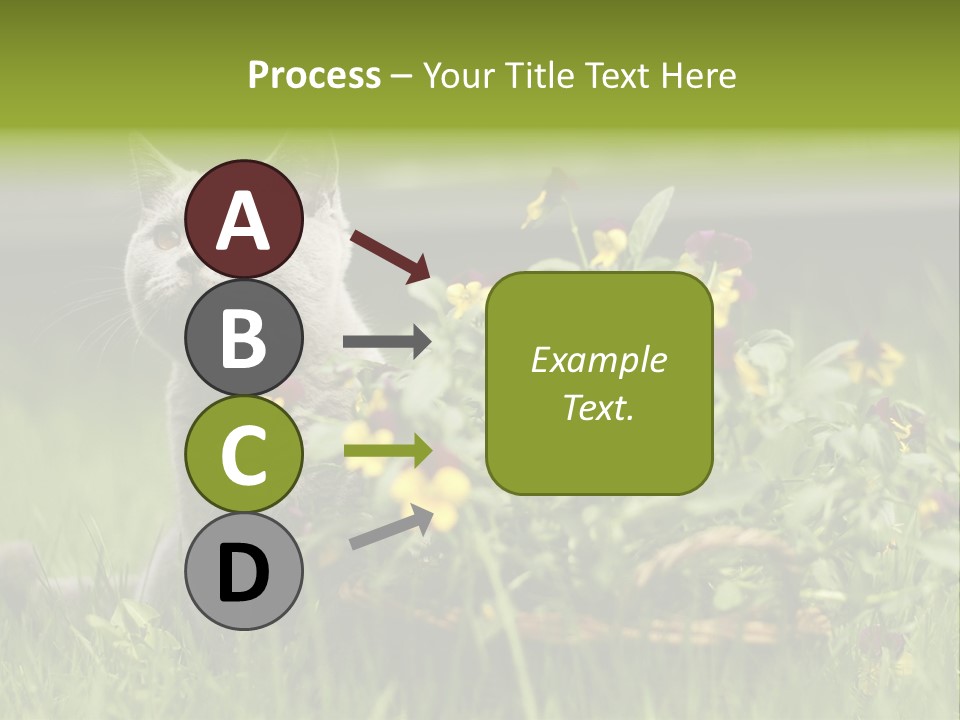 Mammal British Shorthair Studio PowerPoint Template