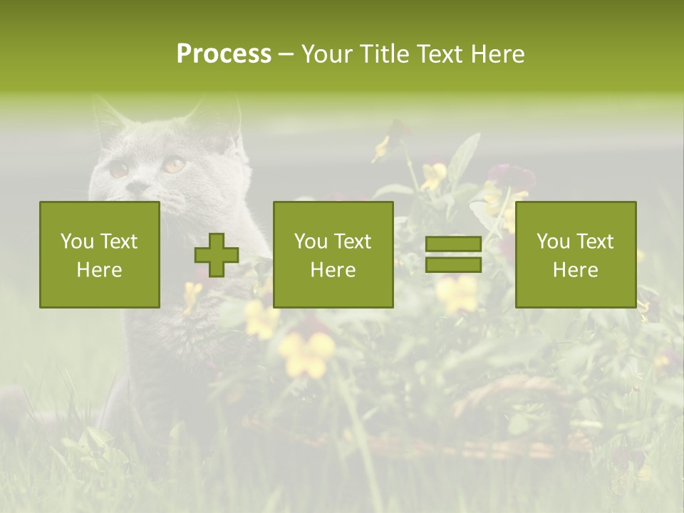 Mammal British Shorthair Studio PowerPoint Template