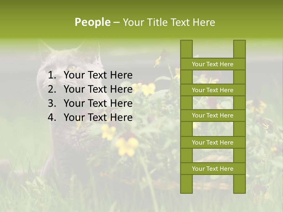 Mammal British Shorthair Studio PowerPoint Template