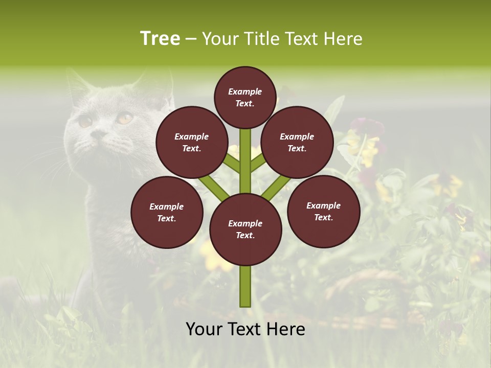 Mammal British Shorthair Studio PowerPoint Template