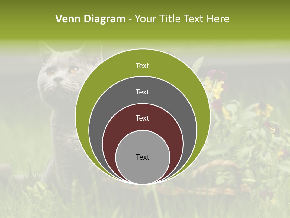 Mammal British Shorthair Studio PowerPoint Template