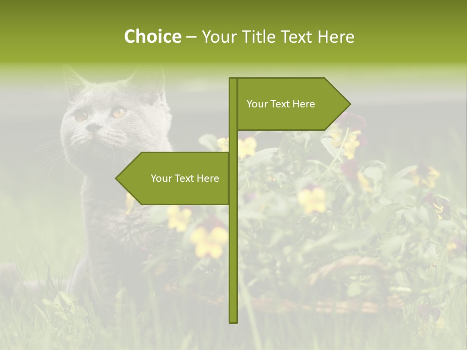 Mammal British Shorthair Studio PowerPoint Template