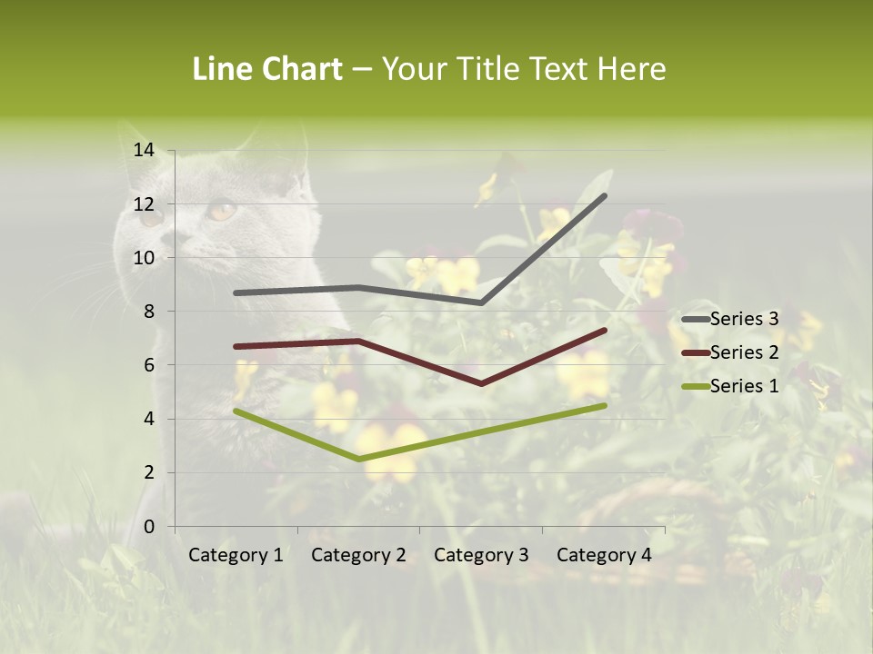 Mammal British Shorthair Studio PowerPoint Template