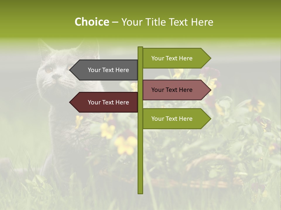 Mammal British Shorthair Studio PowerPoint Template