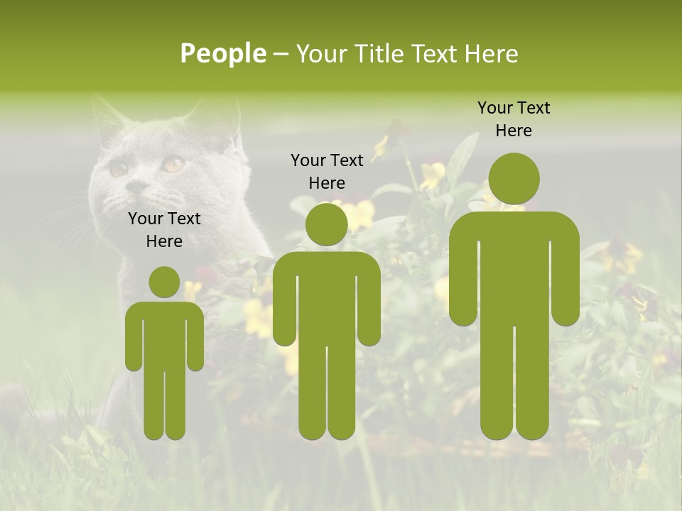 Mammal British Shorthair Studio PowerPoint Template