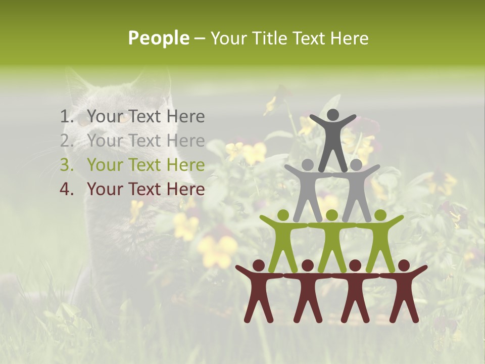 Mammal British Shorthair Studio PowerPoint Template