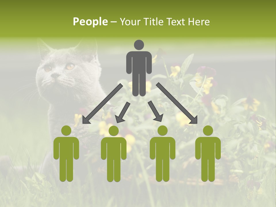 Mammal British Shorthair Studio PowerPoint Template