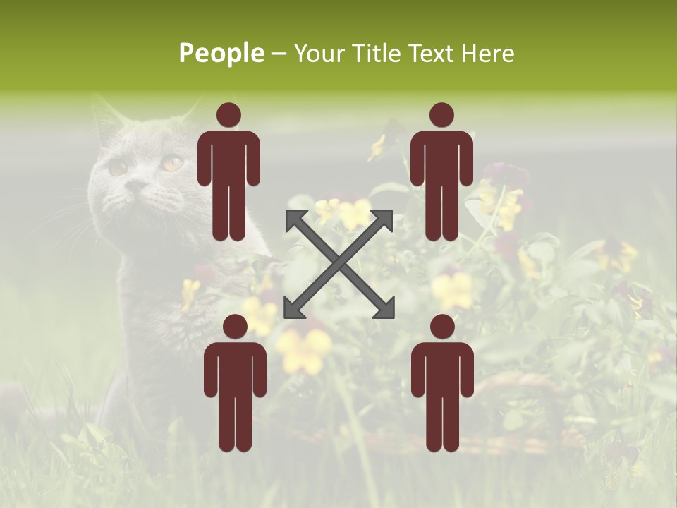 Mammal British Shorthair Studio PowerPoint Template