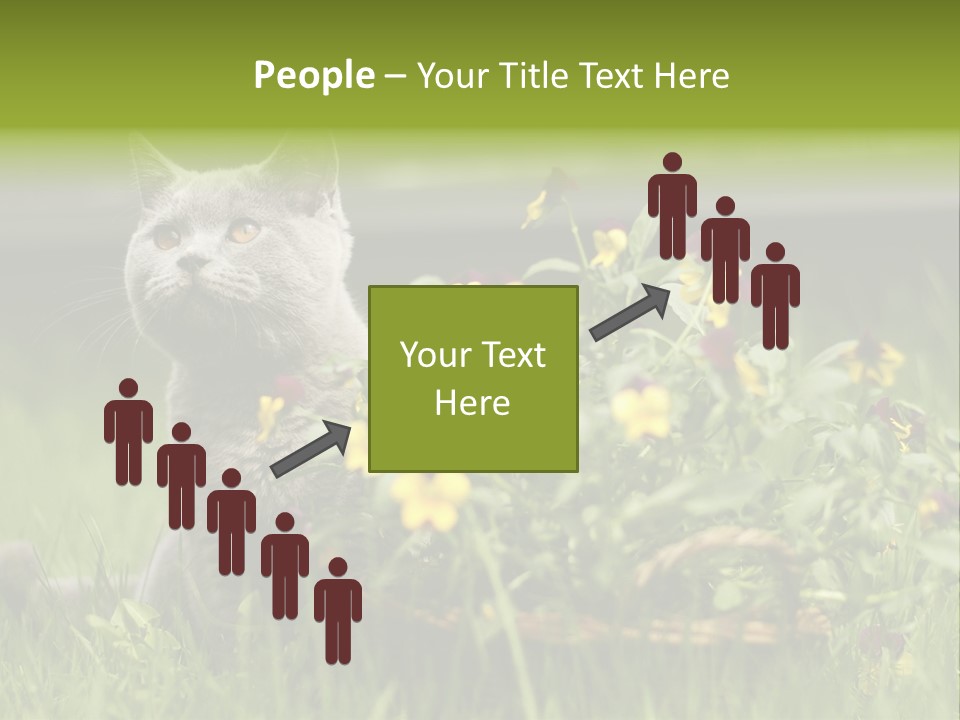 Mammal British Shorthair Studio PowerPoint Template