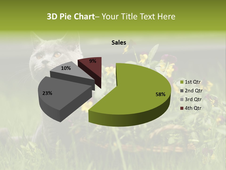 Mammal British Shorthair Studio PowerPoint Template