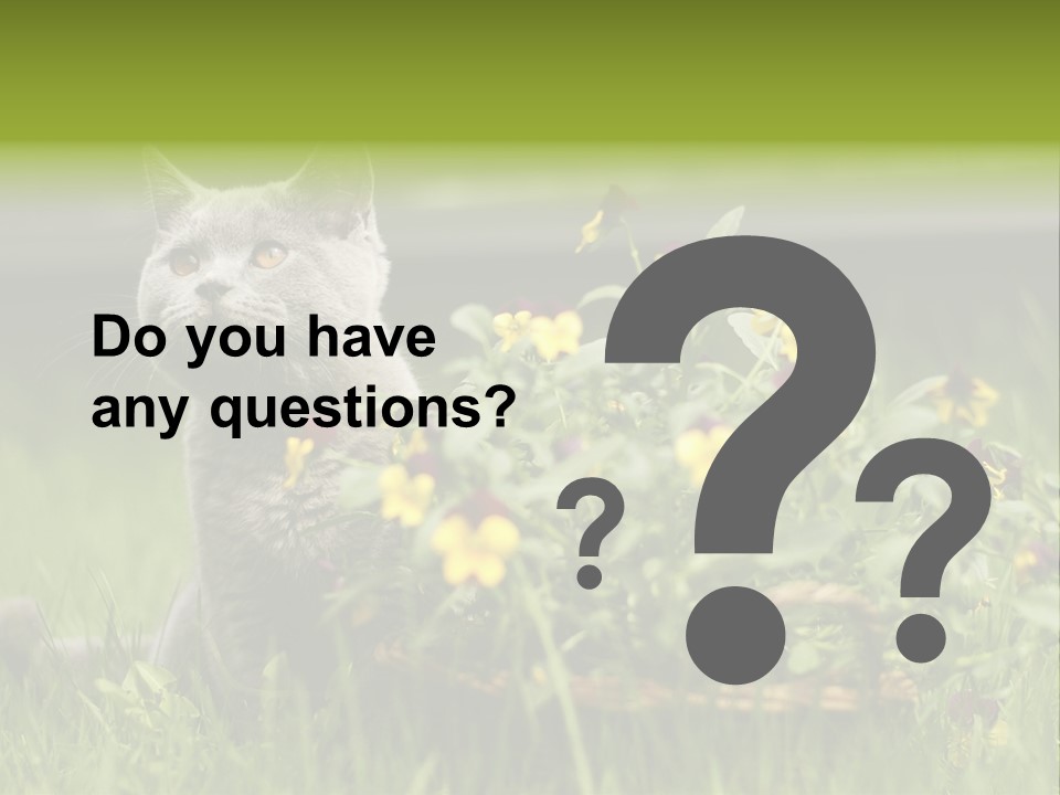 Mammal British Shorthair Studio PowerPoint Template