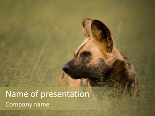 Serengeti Wild Dog Southern African Wild Dog African Hunting Dog PowerPoint Template