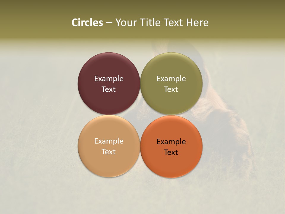 Serengeti Wild Dog Southern African Wild Dog African Hunting Dog PowerPoint Template