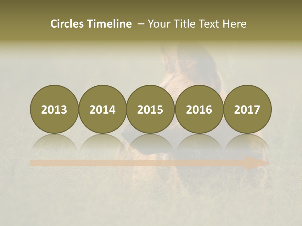 Serengeti Wild Dog Southern African Wild Dog African Hunting Dog PowerPoint Template