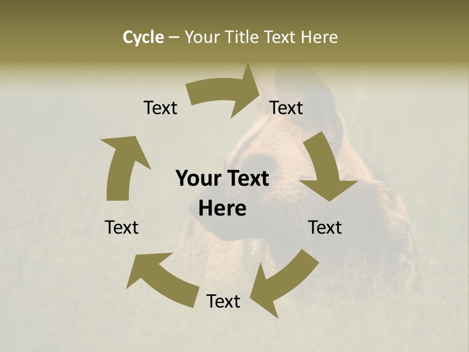 Serengeti Wild Dog Southern African Wild Dog African Hunting Dog PowerPoint Template