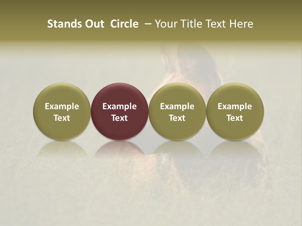 Serengeti Wild Dog Southern African Wild Dog African Hunting Dog PowerPoint Template