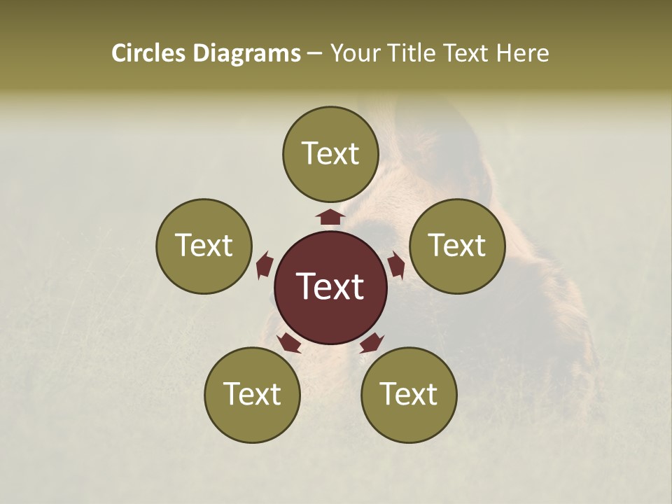 Serengeti Wild Dog Southern African Wild Dog African Hunting Dog PowerPoint Template