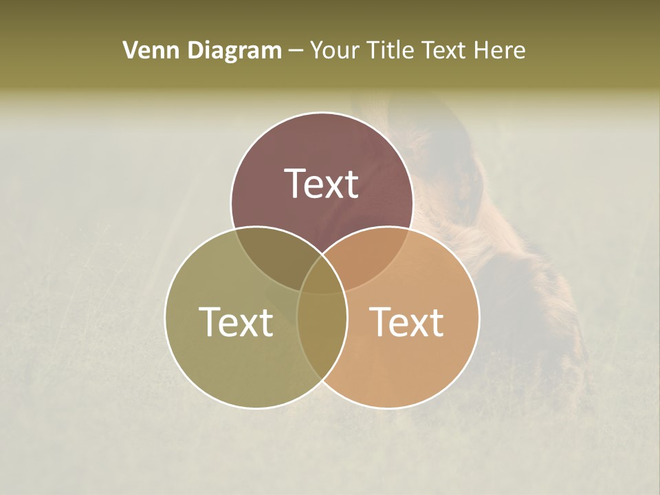 Serengeti Wild Dog Southern African Wild Dog African Hunting Dog PowerPoint Template