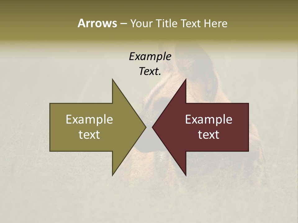 Serengeti Wild Dog Southern African Wild Dog African Hunting Dog PowerPoint Template