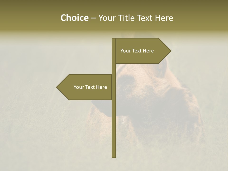 Serengeti Wild Dog Southern African Wild Dog African Hunting Dog PowerPoint Template