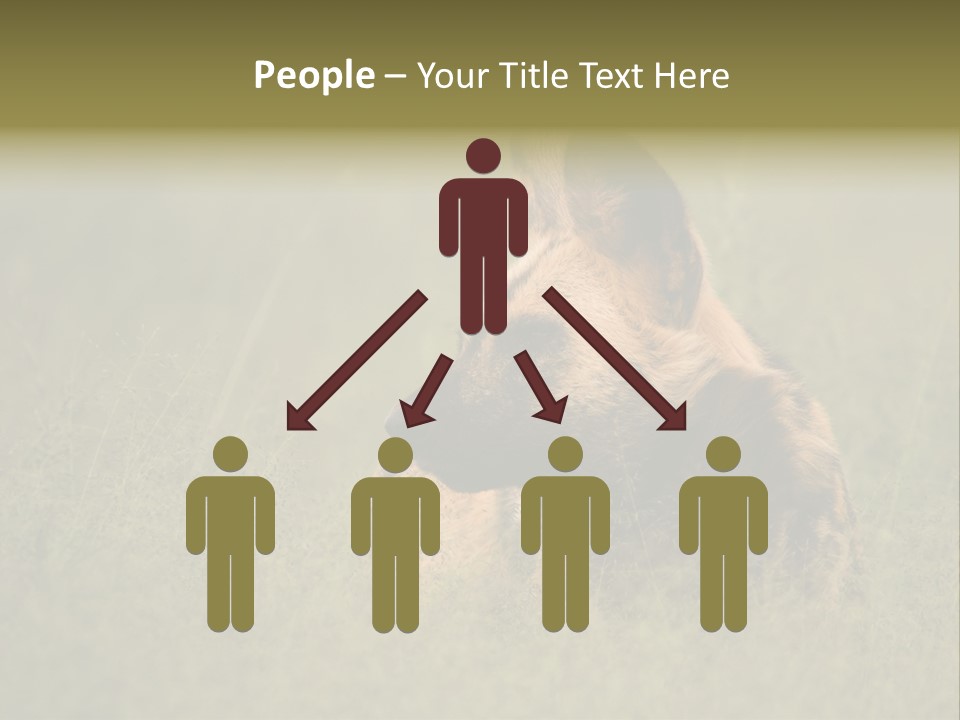 Serengeti Wild Dog Southern African Wild Dog African Hunting Dog PowerPoint Template