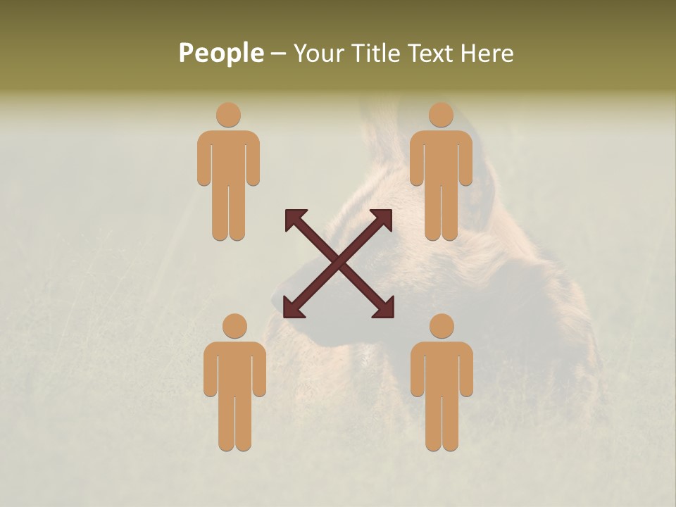 Serengeti Wild Dog Southern African Wild Dog African Hunting Dog PowerPoint Template