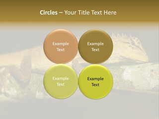 Color Eye Single PowerPoint Template