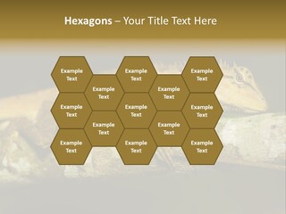 Color Eye Single PowerPoint Template