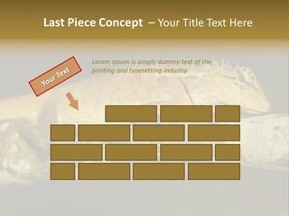 Color Eye Single PowerPoint Template