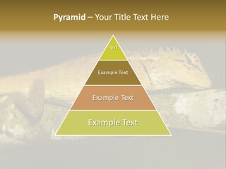 Color Eye Single PowerPoint Template