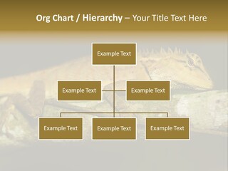 Color Eye Single PowerPoint Template