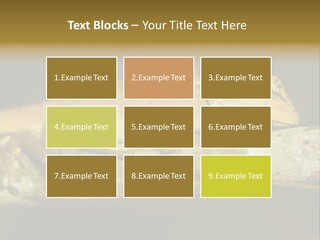 Color Eye Single PowerPoint Template
