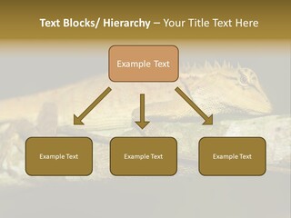 Color Eye Single PowerPoint Template