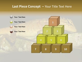 Color Eye Single PowerPoint Template