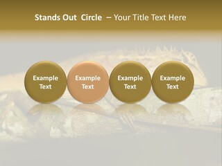 Color Eye Single PowerPoint Template