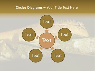 Color Eye Single PowerPoint Template