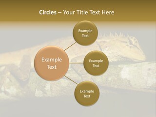 Color Eye Single PowerPoint Template