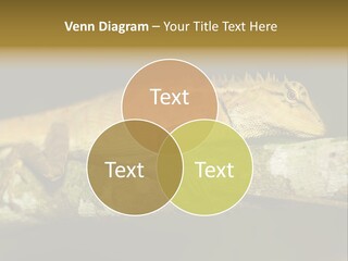 Color Eye Single PowerPoint Template