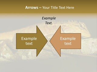 Color Eye Single PowerPoint Template