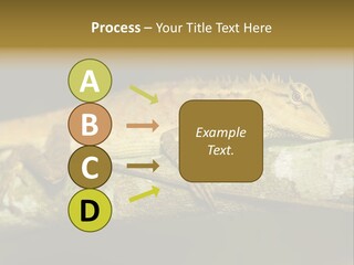 Color Eye Single PowerPoint Template