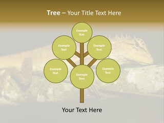 Color Eye Single PowerPoint Template